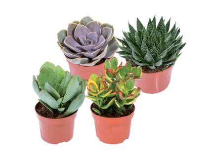 Sukulentu "Mix" 1gab