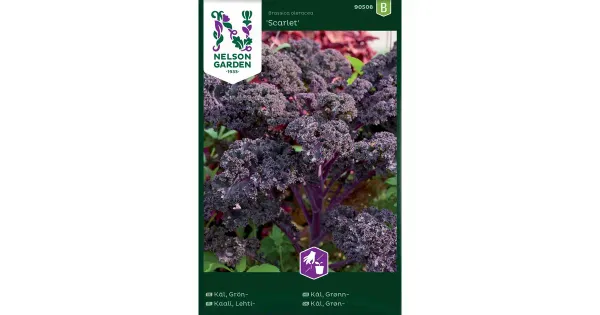 90508 kale scarlet