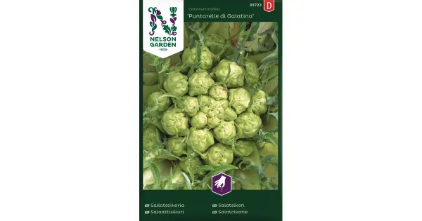 91723 salat galatina puntarelle