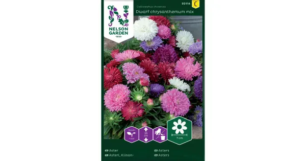 93114 aster dwarf chrysanthemumseos