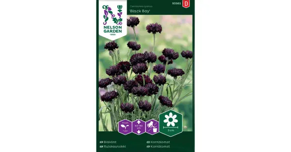 93362 rukkilill ruis-, black boy