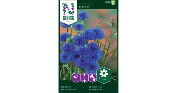 93368 rukkilill ruis-, blue boy