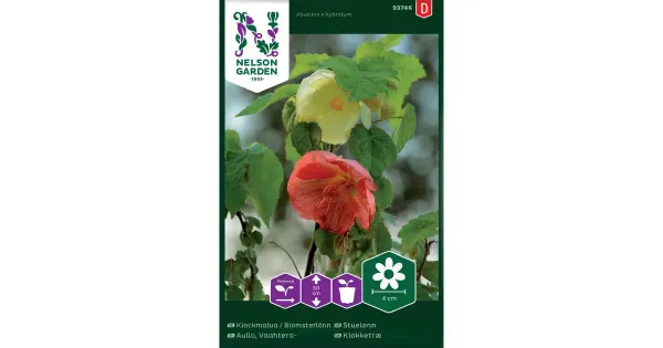 93746 abutilon hybridum