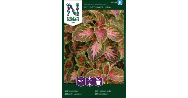 94261 coleus wizard coral sunrise