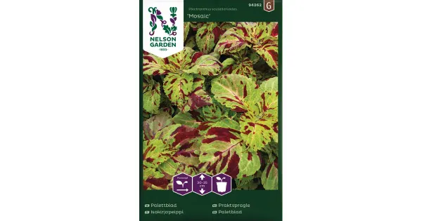 94262 coleus mosaic