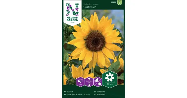 95276 päevalill uniflorus