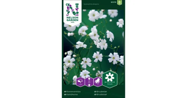 95376 gypsophila