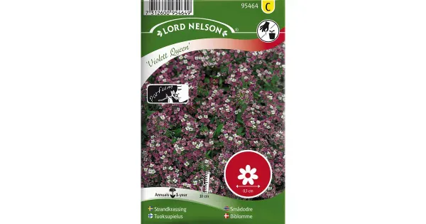 95464 lõhnamänd violet queen