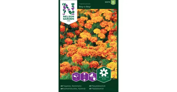95579 tagetes boy o boy