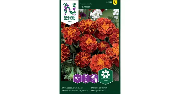 95603 tagetes ryhmä-, panther