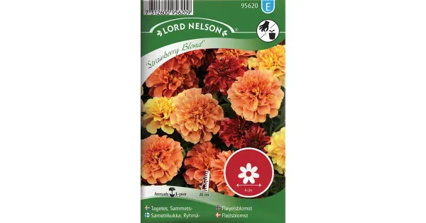 95620 tagetes strawberry blond