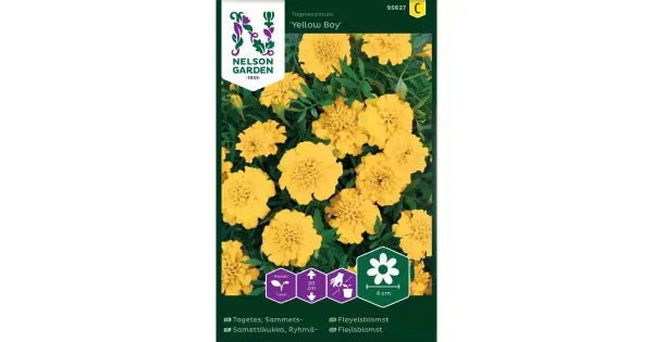 95627 tagetes ryhmä-, yellow boy