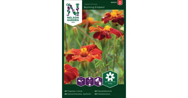 95644 tagetes ryhmä-, burning embers