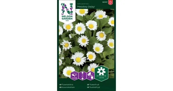 95707 karikakar meadow daisy