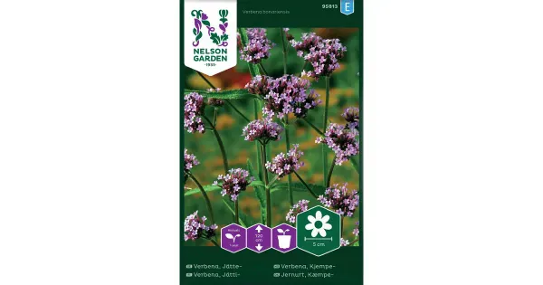 95813 verbena