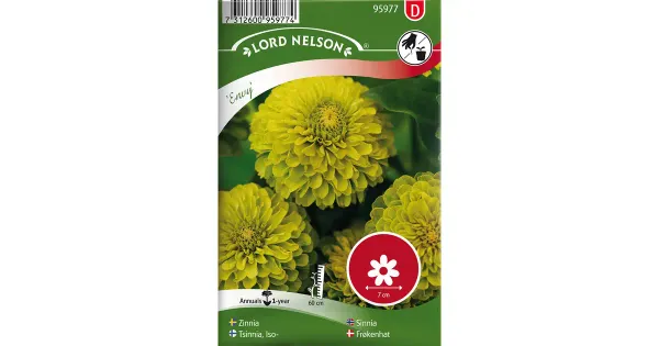 95977 zinnia envy