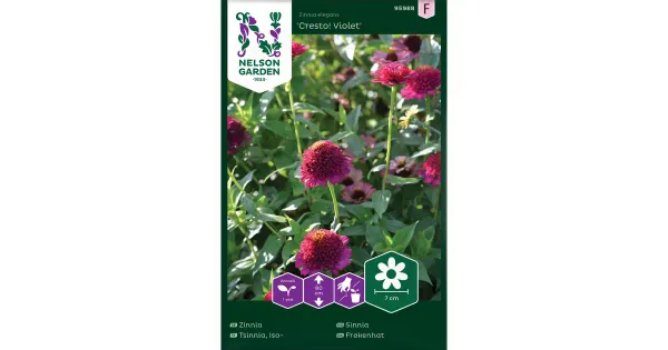 95988 tsinnia cresto violet