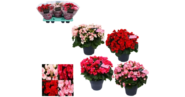 Begoonia 19 cm