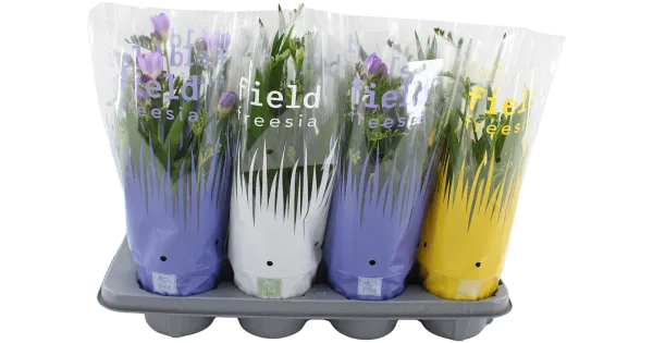 Freesia potis
