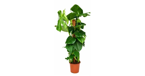 Hiid - Monstera