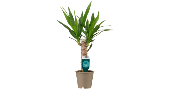 Hiigel Tääkliilia