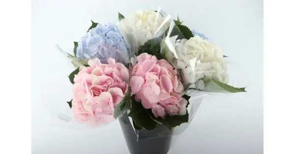 Hortensia 1 oks