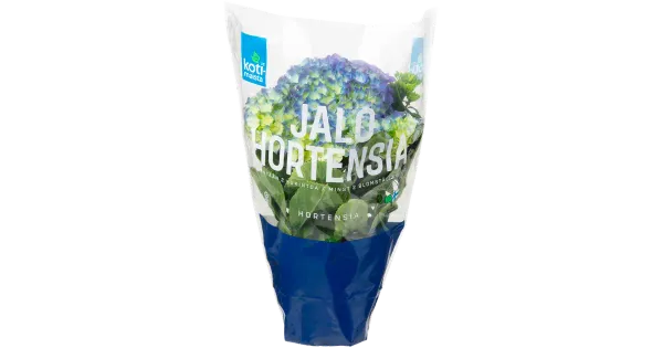 HORTENSIA 2-3 ÕIT