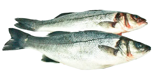 Huntahven roogitud, jahutatud kg