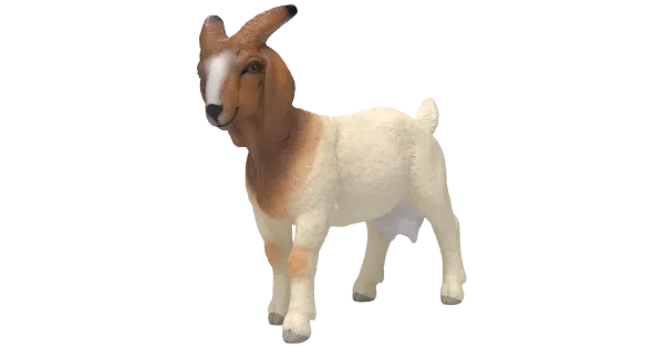 Kits boer