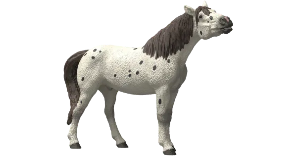 Knabstrupi hobune