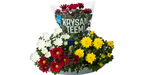 Krüsanteem Potis Kotimaista