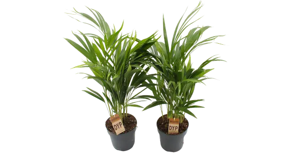 Kuldpalm