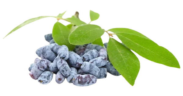 Kuslapuu marjad 150 g