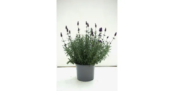 lavendel