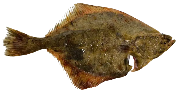 Lest roogitud, jahutatud kg