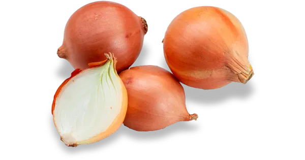 Mugulsibul
