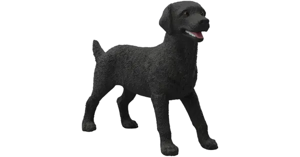 Must labradori retriiveri emane
