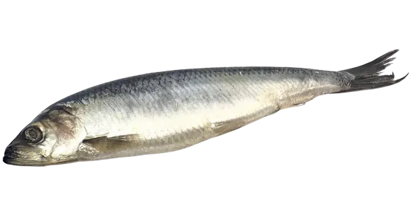 M.V.Wool Soolaheeringas, jahutatud Kg
