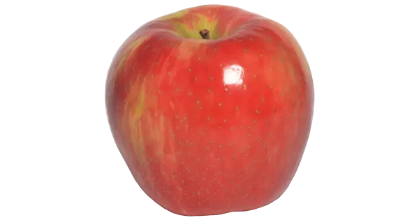 Õun Honey Crunch I klass
