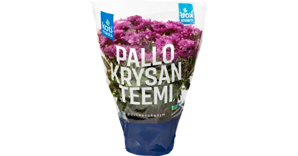 PALLKRÜSANTEEM POTIS