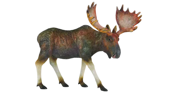 Põder
