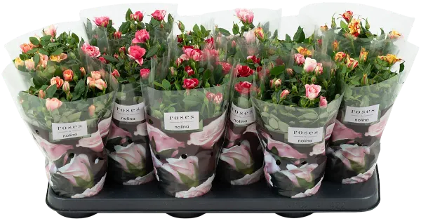 Potiroos 10,5 cm kirjud õied