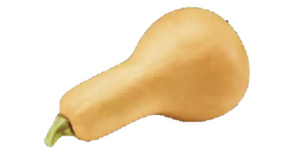 Pudelkõrvits