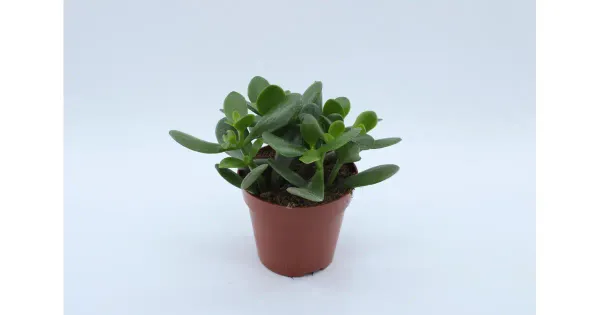 Rahapuu