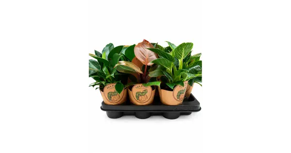 Roniv Filodendron