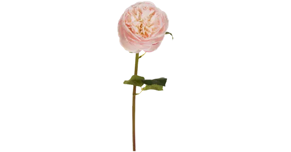 Roosa roos 60 cm