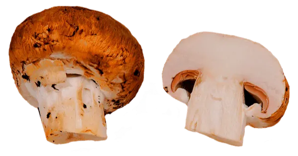Šampinjon pruun 250g