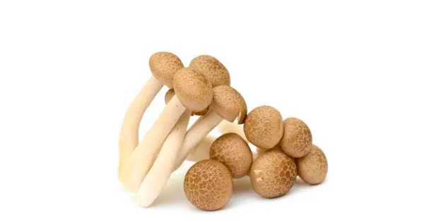 Seen Shimeji pruun 150g