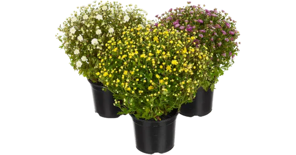 SUUR PALLKRÜSANTEEM 19CM