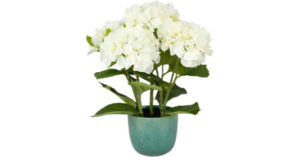 Tehistaim hortensia potis